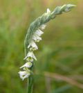 Spiranthes spiralis